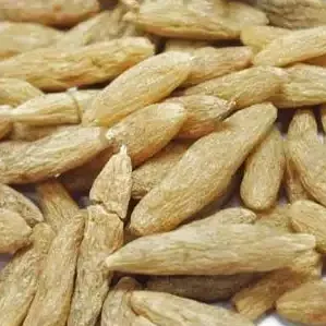 Ophiopogon japonicus